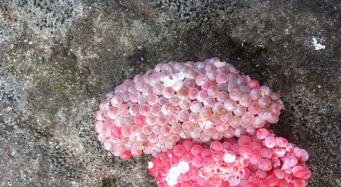 消灭物种的尽头（探索生物多样性的危机与挑战）