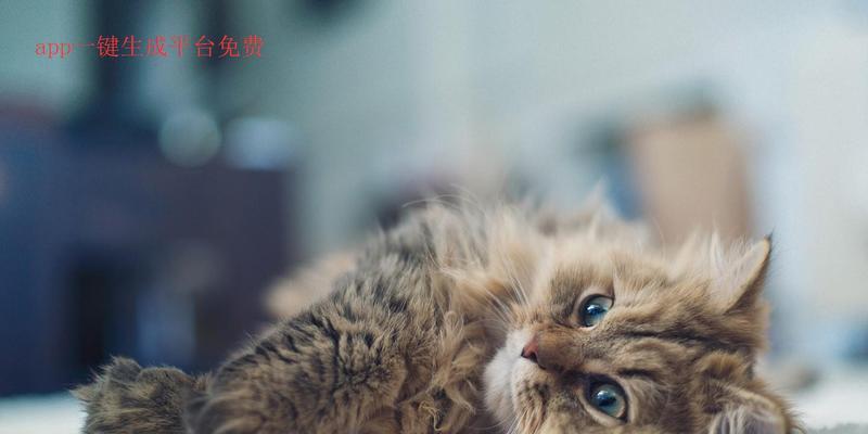 探秘追信魔盒（一款神奇的工具为你解决烦恼）