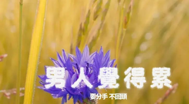 挽回前任的绝佳方法——让前任心软的话术（重拾爱情的秘诀，细语暖心，动情牵心）